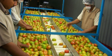 Avanza el Corte de Jitomate en Sinaloa con un Incremento del 8.8% Respecto a 2023