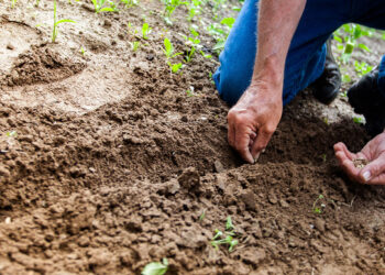 Evolución de los Agroquímicos a Fitosanitarios: Una Transformación Responsable