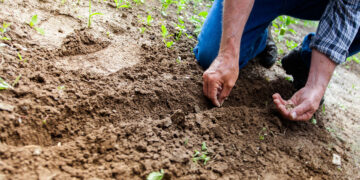 Evolución de los Agroquímicos a Fitosanitarios: Una Transformación Responsable