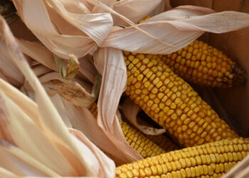 Sheinbaum Presentará Iniciativa Constitucional para Prohibir Transgénicos en México