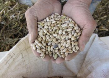 El Gobierno Federal Autoriza un Incremento del 30% Para el Precio de Garantía del Frijol