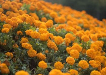 Consejos para cuidar la flor de cempasúchil para que dure TODO el año