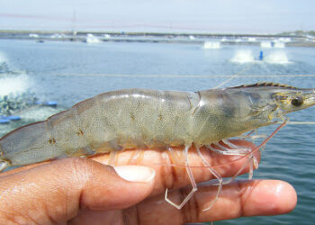 Inundación de Camarón de Granja Desestabiliza el Mercado Pesquero en Sinaloa