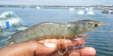 Inundación de Camarón de Granja Desestabiliza el Mercado Pesquero en Sinaloa