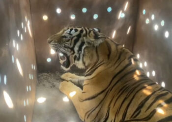 Rescatan a tigresa de bengala en San Lorenzo Culiacán