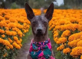 Así es la mágica conexión del perrito Xoloitzcuintle con el Día de Muertos