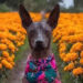 Así es la mágica conexión del perrito Xoloitzcuintle con el Día de Muertos