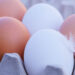 Huevos blancos o rojos: ¿Cuáles son más saludables y cuáles son sus diferencias?