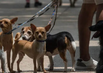 Secuestro de perros aumenta 125% en México; estas son las razas más robadas