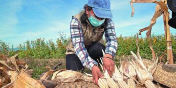 La Reducción del Precio de Garantía del Maíz Pone en Riesgo al Campo Mexicano