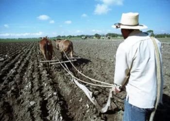 El Sector Agrícola También Sufrió Recorte Presupuestal de 4.7% Para 2025