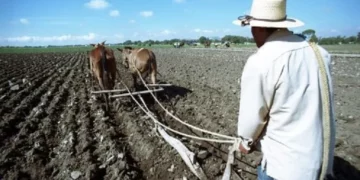 El Sector Agrícola También Sufrió Recorte Presupuestal de 4.7% Para 2025