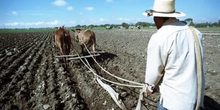 El Sector Agrícola También Sufrió Recorte Presupuestal de 4.7% Para 2025