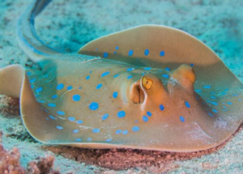 Conoce los tipos de rayas venenosas que existen; esto dice biólogo
