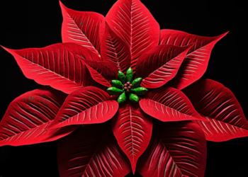 Flor de nochebuena: sus propiedades medicinales y beneficios para la salud