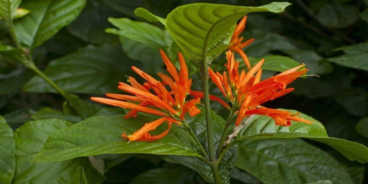 ¿Qué es el muicle? La planta mexicana con propiedades anticancerígenas