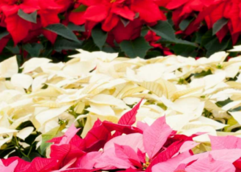 Flor de Nochebuena: tipos y colores