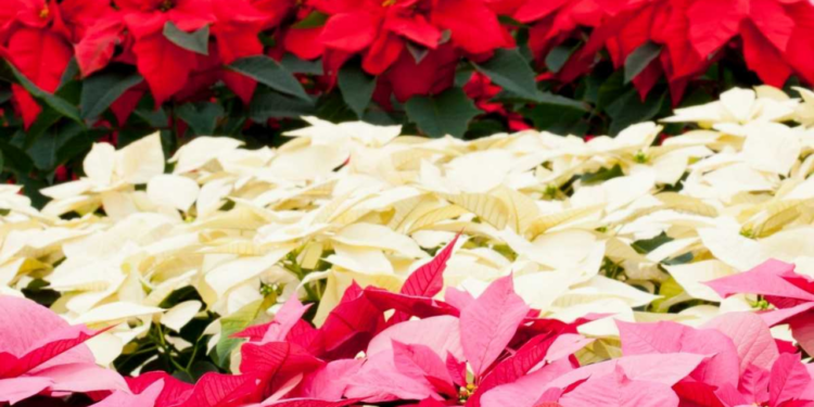 Flor de Nochebuena: tipos y colores