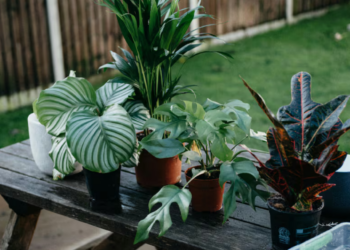La planta medicinal que ayuda a curar la faringitis, laringitis y bronquitis; descubre cuál es