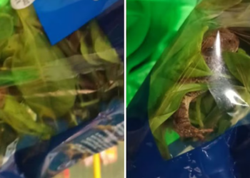 Usuario encuentra rana viva en paquete de espinacas; momento genera polémica en redes sociales