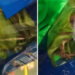 Usuario encuentra rana viva en paquete de espinacas; momento genera polémica en redes sociales
