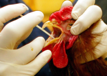 OMS asegura que no hay indicios de transmisión de gripe aviar persona a persona