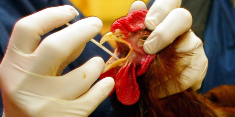 OMS asegura que no hay indicios de transmisión de gripe aviar persona a persona