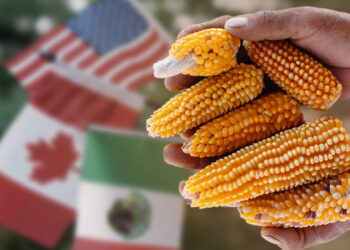 Ecocidio al Acecho: Se Enreda en el T-MEC la Lucha Contra el Maíz Transgénico y Amenaza Afectar a México