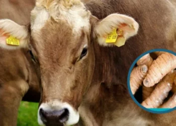 CNOG exige medidas urgentes para proteger ganado mexicano del gusano barrenador