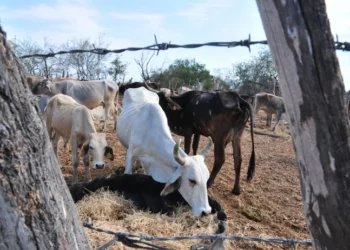 Sequía en Mazatlán obliga a ganaderos a vender más de 3,500 reses debido a la falta de agua y alimento