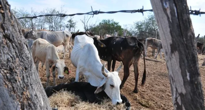 Sequía en Mazatlán obliga a ganaderos a vender más de 3,500 reses debido a la falta de agua y alimento