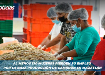 Al menos 170 mujeres pierden su empleo por la baja producción de camarón en Mazatlán