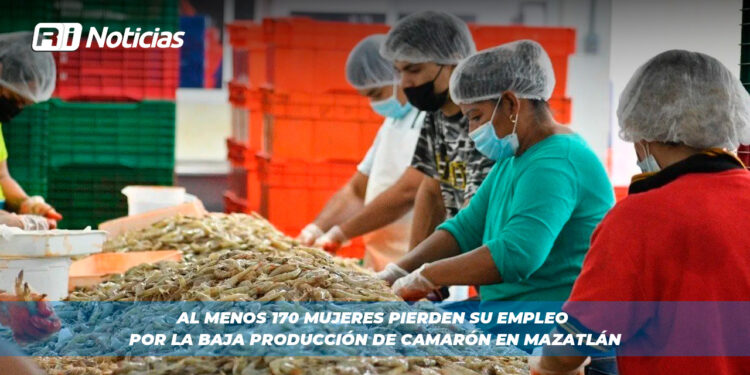 Al menos 170 mujeres pierden su empleo por la baja producción de camarón en Mazatlán