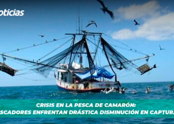 Crisis en la pesca de camarón: pescadores enfrentan drástica disminución en capturas