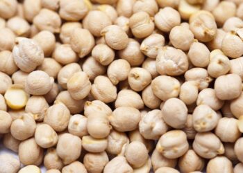 Sinaloa apuesta por el garbanzo para mitigar efectos de la sequía