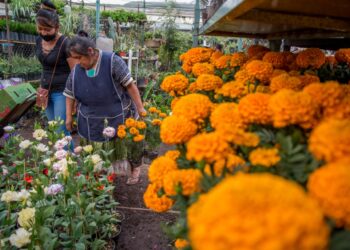 China domina mercado de cempasúchil de 500 md, desplaza a México