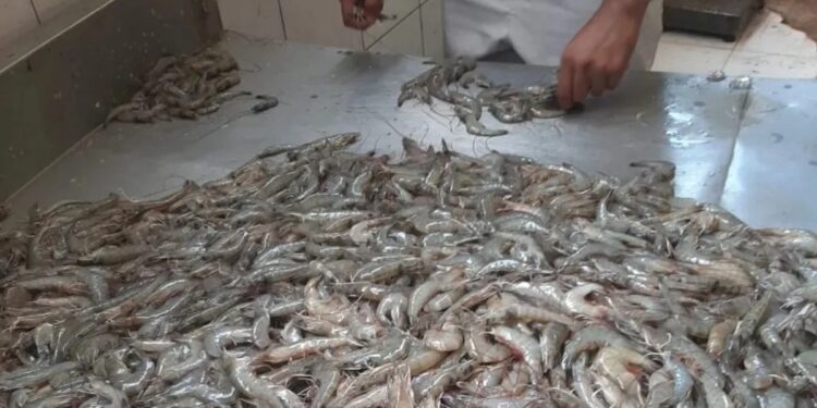 Pescadores de Sinaloa luchan contra baja captura de camarón
