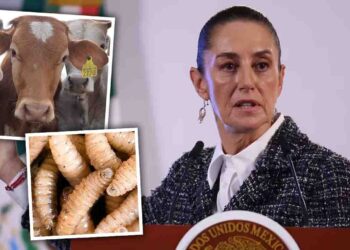 Claudia Sheinbaum confía en resolver cierre fronterizo por gusano barrenador esta semana
