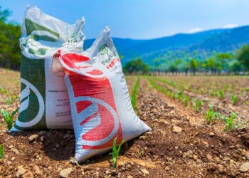 Cerca de 1,500 productores podrían perder apoyo de fertilizantes: plazo vence el 30 de noviembre