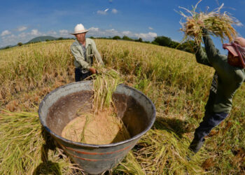 Cada vez más lejos autosuficiencia alimentaria advierte Coneval