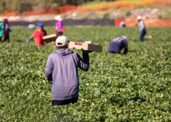 El campo mexicano en riesgo: Sin financiamiento, crece la desventaja competitiva