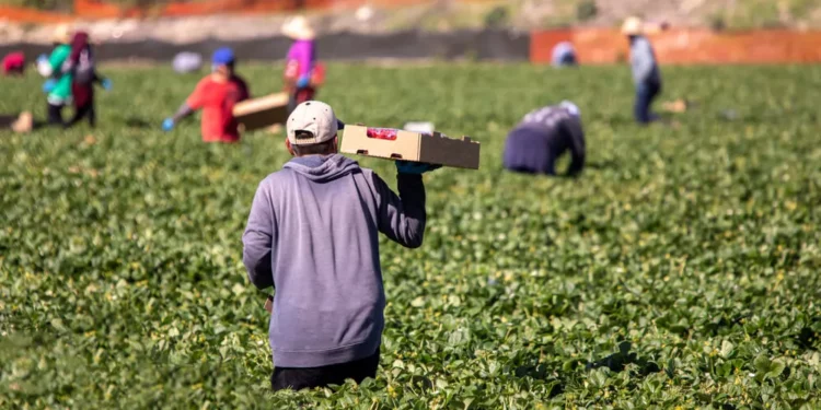 El campo mexicano en riesgo: Sin financiamiento, crece la desventaja competitiva