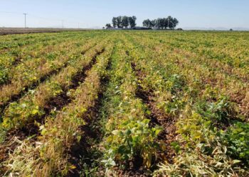 Gobernador De Sinaloa Busca Apoyo Federal Para Incentivar La Siembra De Frijol En Lugar De Maíz Pese A La Sequía