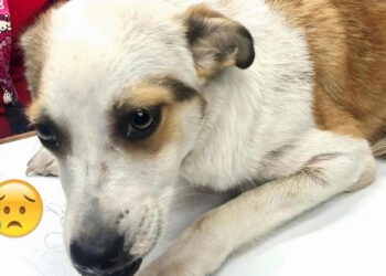 Sinaloa reporta cientos de casos de crueldad animal al día; proponen esta iniciativa para defender a los perritos