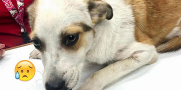 Sinaloa reporta cientos de casos de crueldad animal al día; proponen esta iniciativa para defender a los perritos