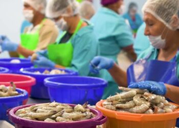 Crisis camaronera amenaza empleos en empacadoras de Mazatlán