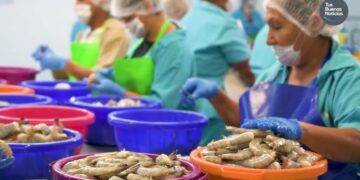 Crisis camaronera amenaza empleos en empacadoras de Mazatlán