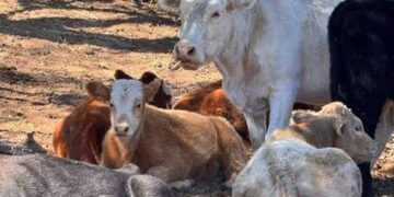 Sinaloa refuerza medidas preventivas ante la alerta por brote de gusano barrenador en México: SAYG