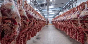 El Gusano Barrenador impacta la ganadería mexicana y amenaza el mercado cárnico