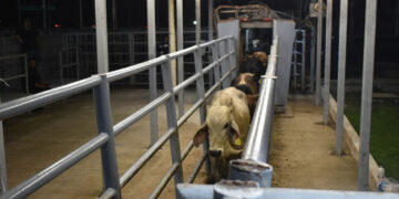 Senasica emite avisos de alerta por gripe aviar y gusano barrenador